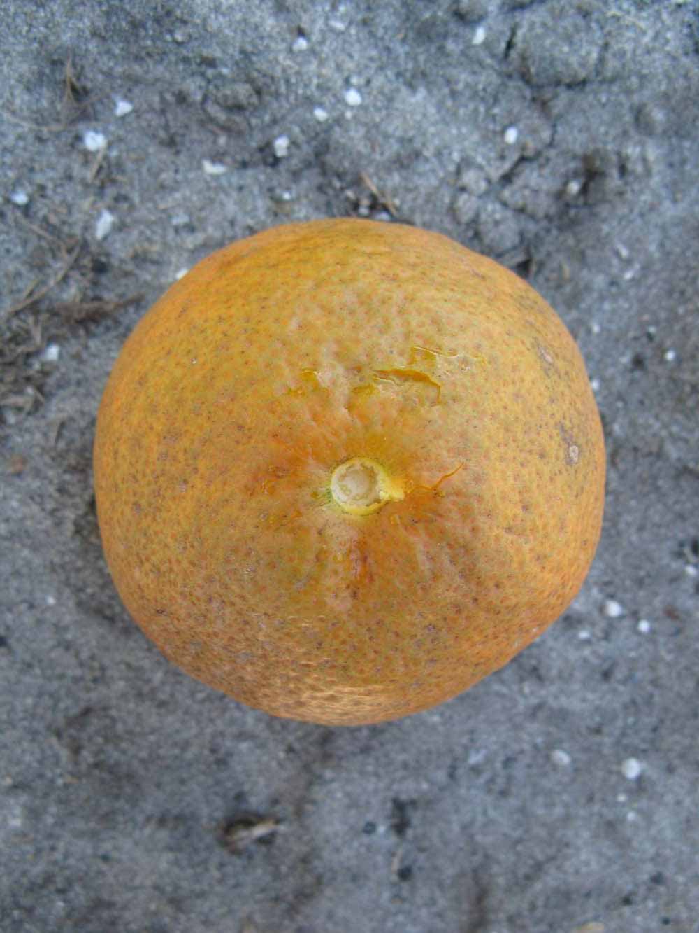              Fruit (Winter Haven, FL)       